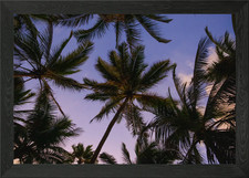 Listing image for Palm Trees Against a Twilight Sky Framed Wall Art Poster Canvas Print Picture